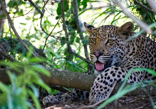 Hluhluwe Tour