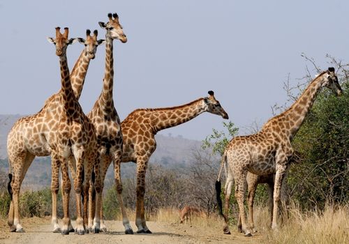 Hluhluwe Tour