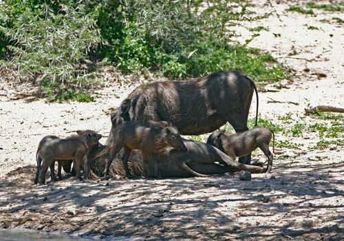 Hluhluwe Tour