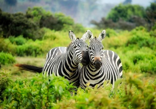 Tala Game Reserve