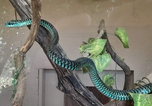 Green Mamba