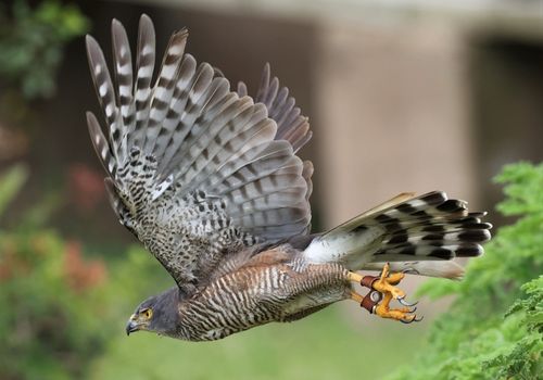 Raptor Centre