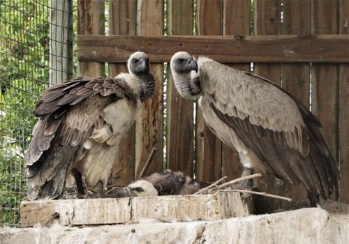 Raptor Centre