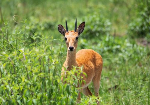 Oribi Gorge